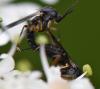 Greenomyia mongolica